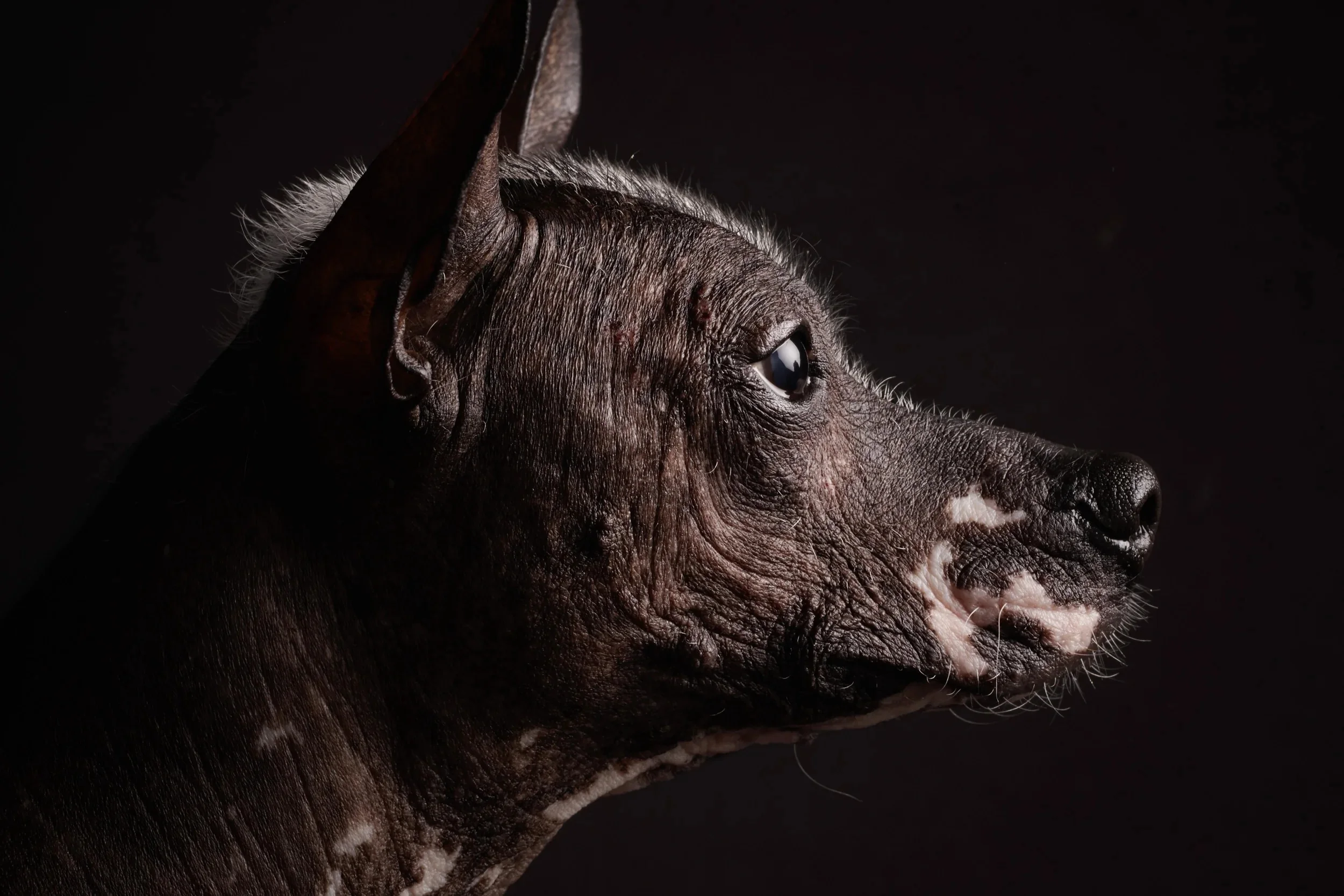 Extreme close-up profile of a hairless dog's wrinkled skin and large eye.